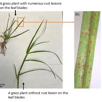 thumbnail for publication: Preliminary Update of Rust Disease in Florida Warm-Season Grasses